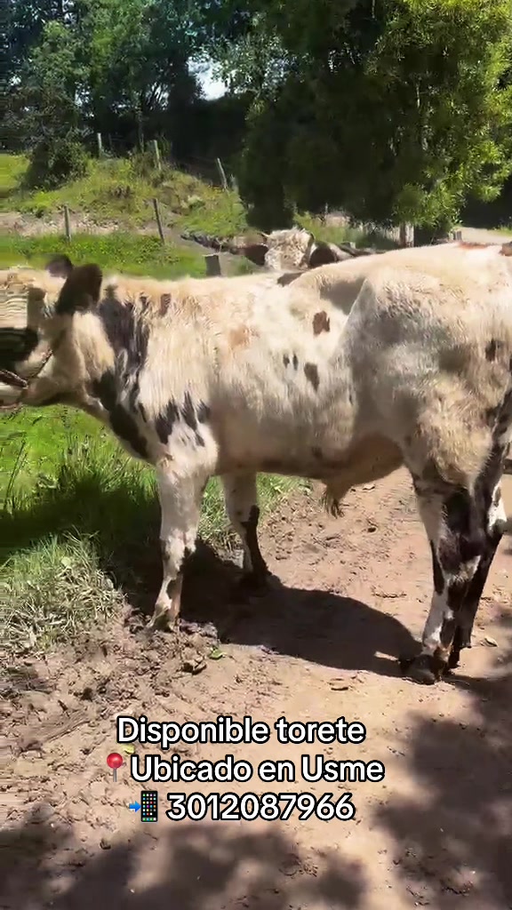 @Ganaderia San Jose 🐄