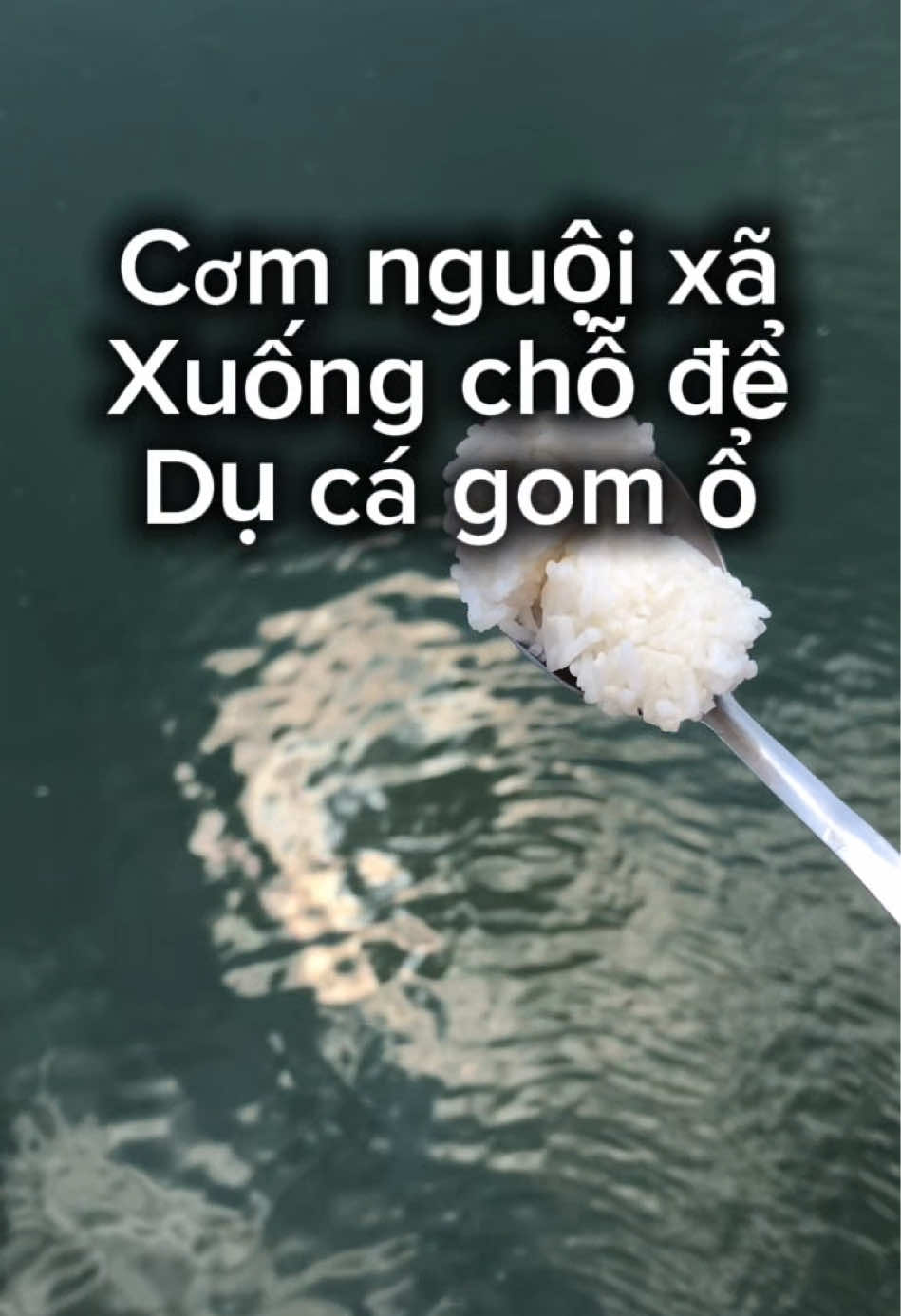 @c&acirc;u c&aacute; Nha Trang