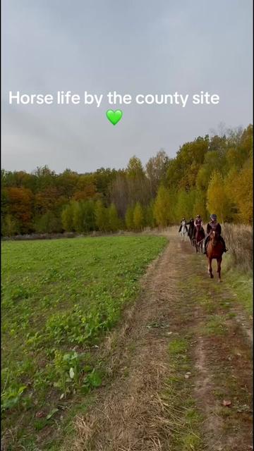 @PERFECT HORSES FOR ADOPTION