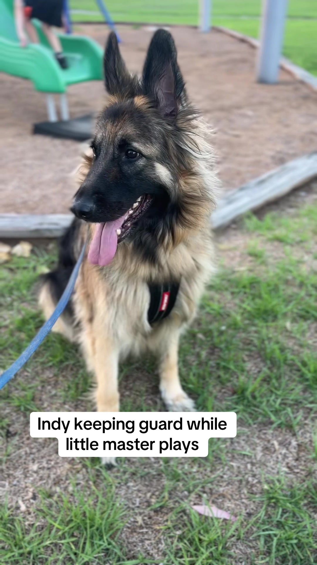 @Indy German Shepherd