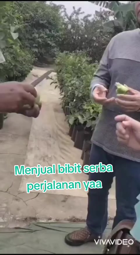@Bibit khusus samarinda