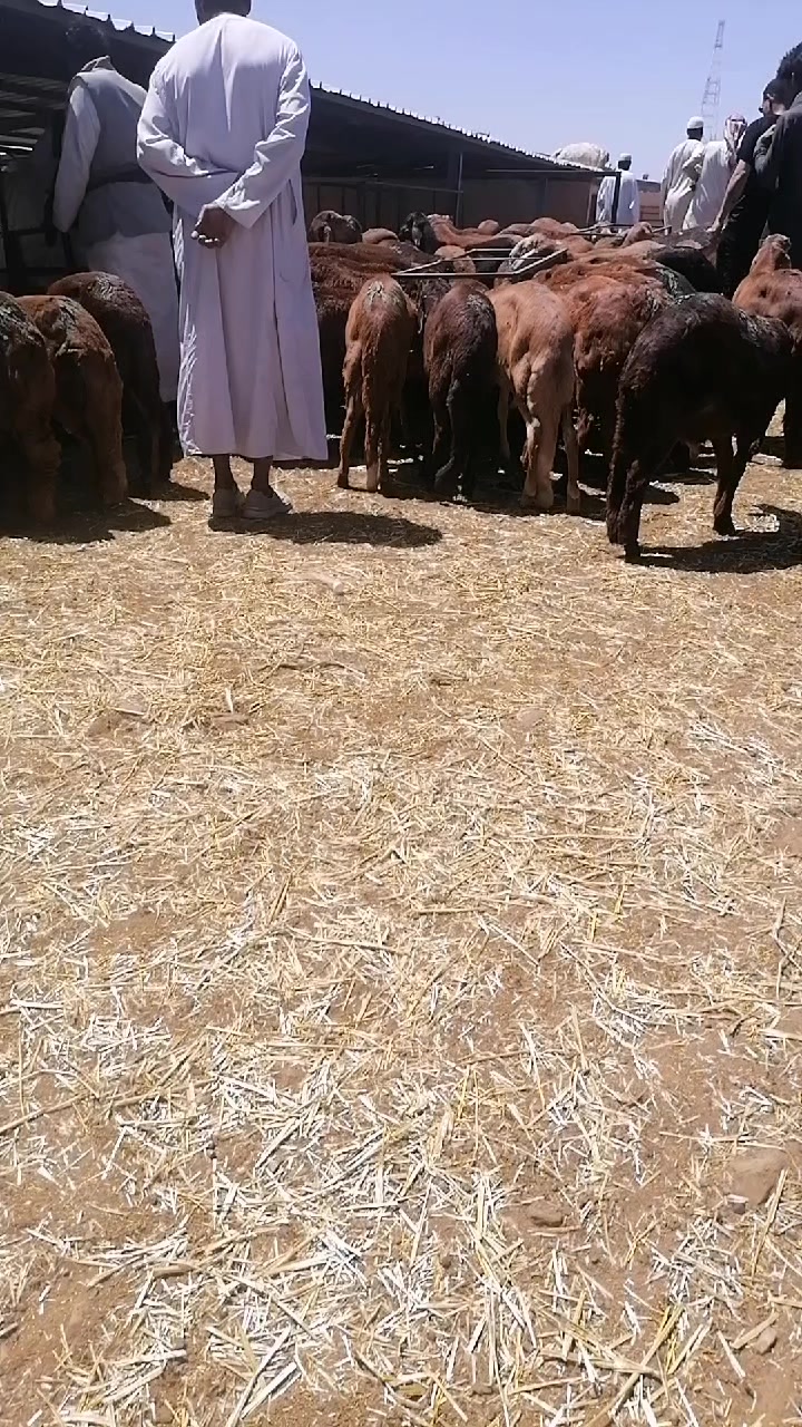 @Mahboul