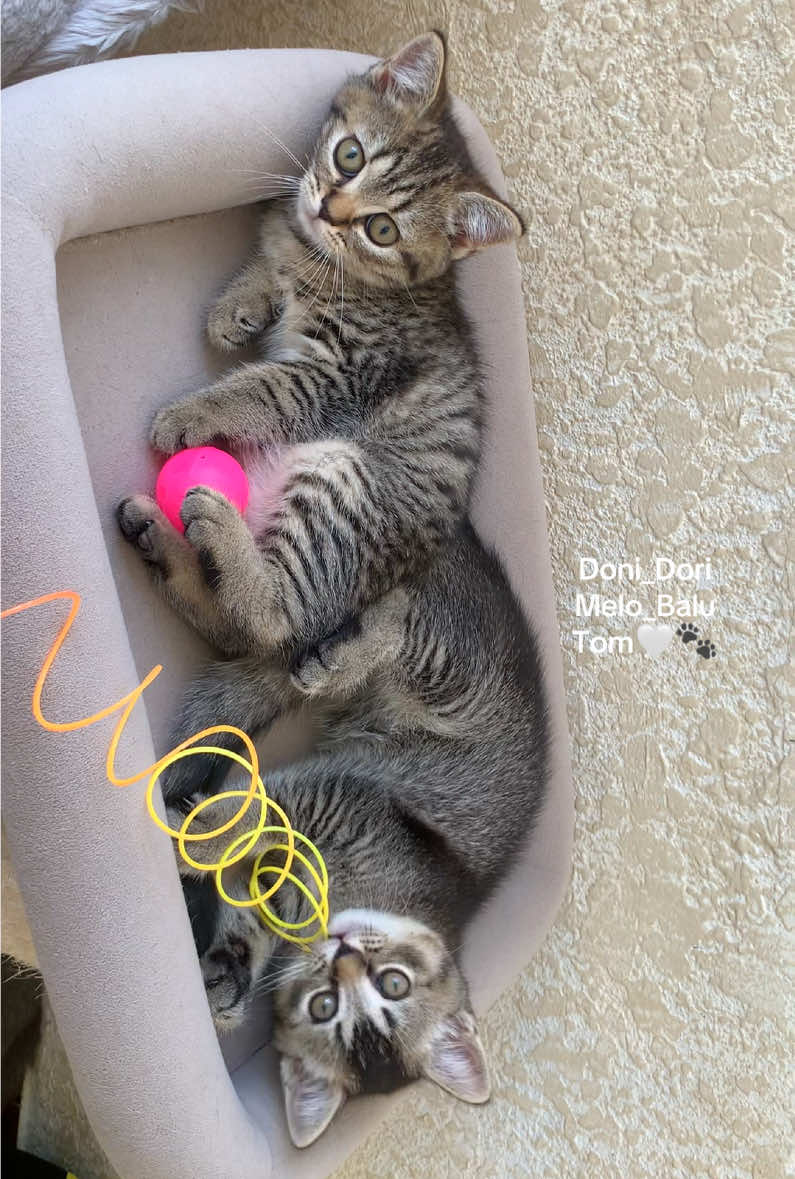 @doni_dori_melo_balu🤍🐾