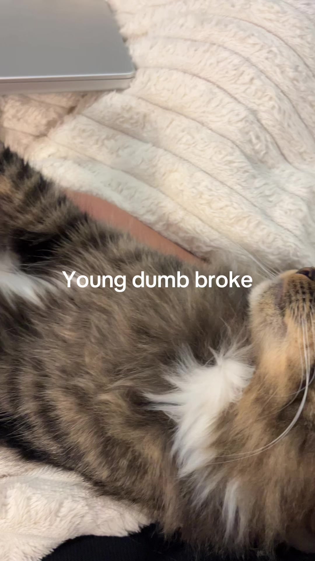 @Mozzie The Cat