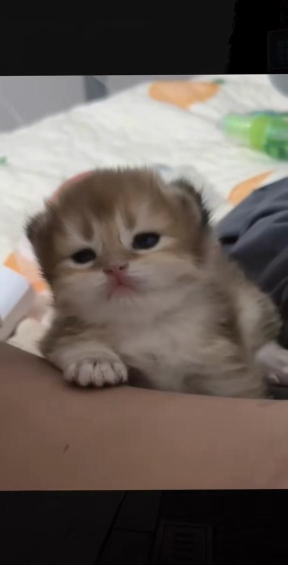 @catbosssss