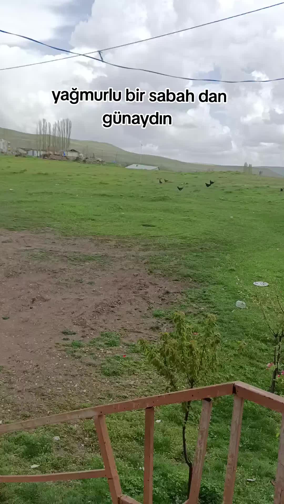 @🌹Sivas 🌹gülü 🌹
