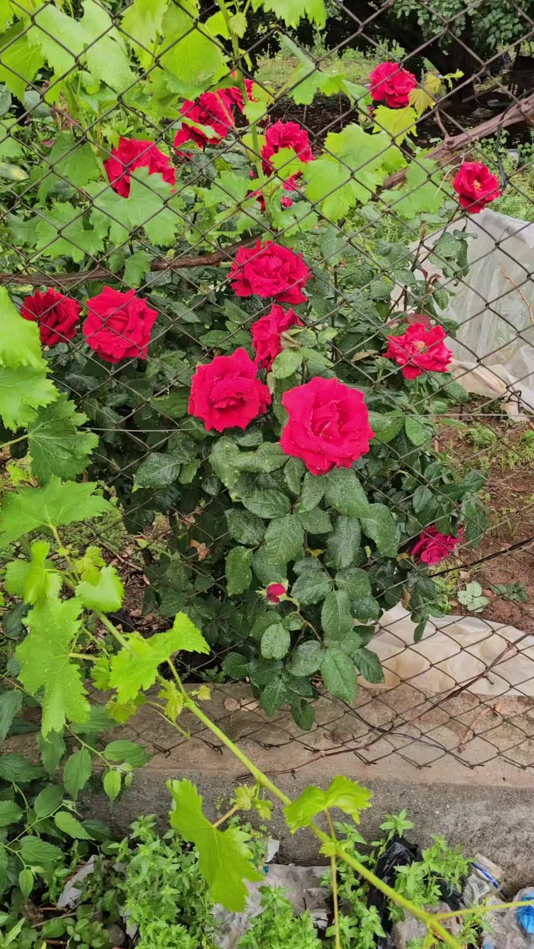 @🌹⚘️🌹⚘️🌹