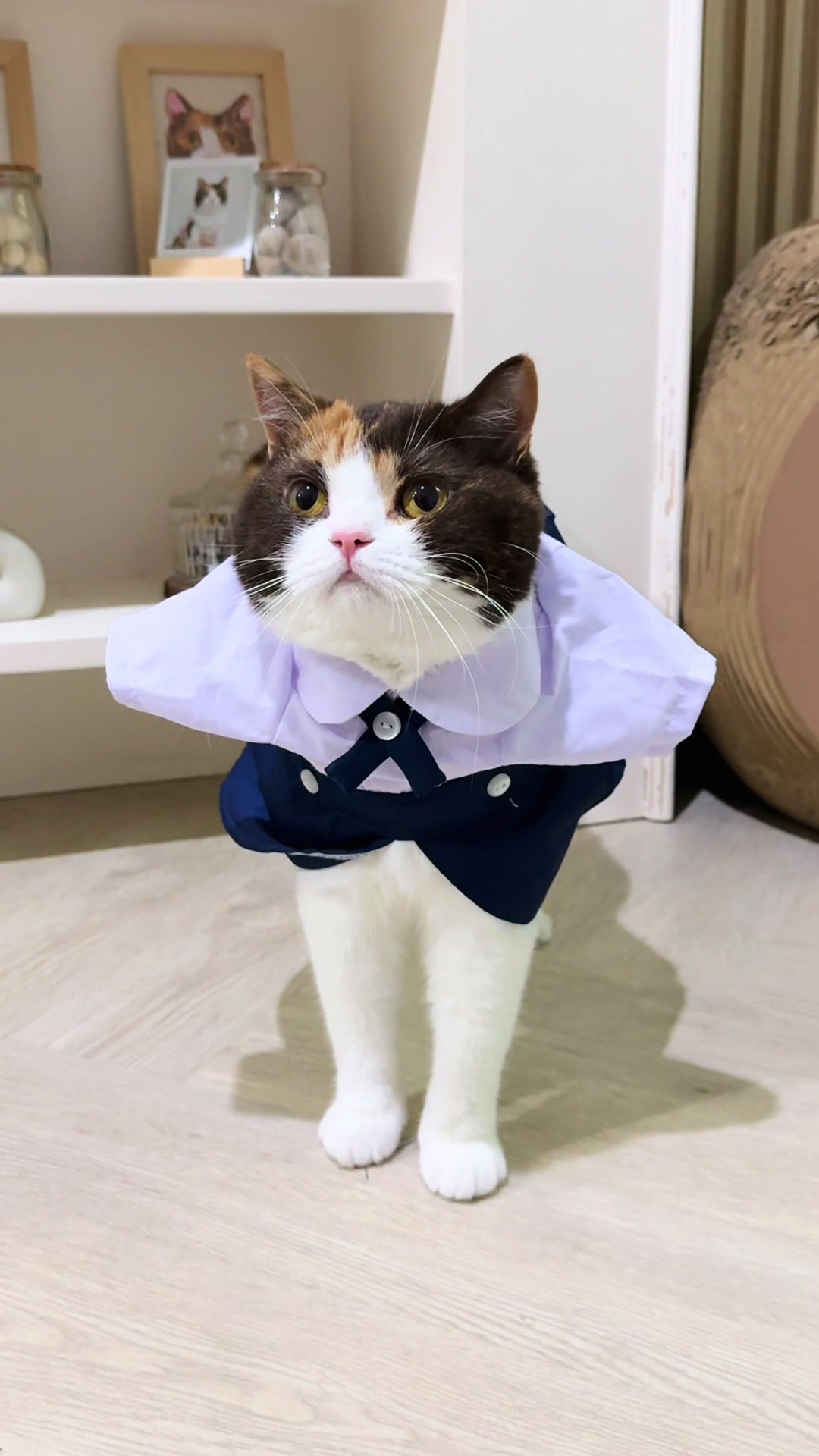 @ชิเอลแมวมึน 😺