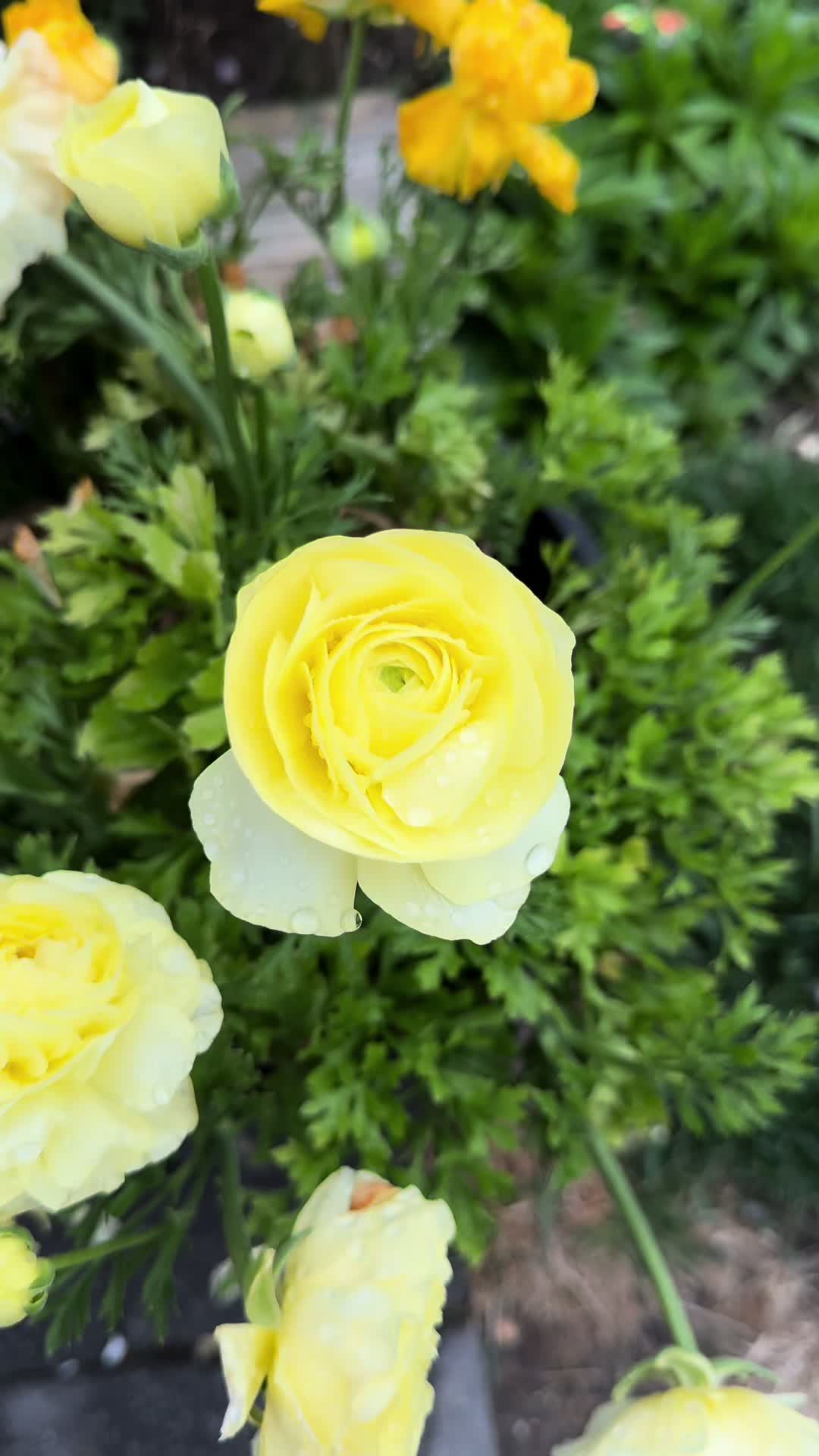 @plantsbyfern