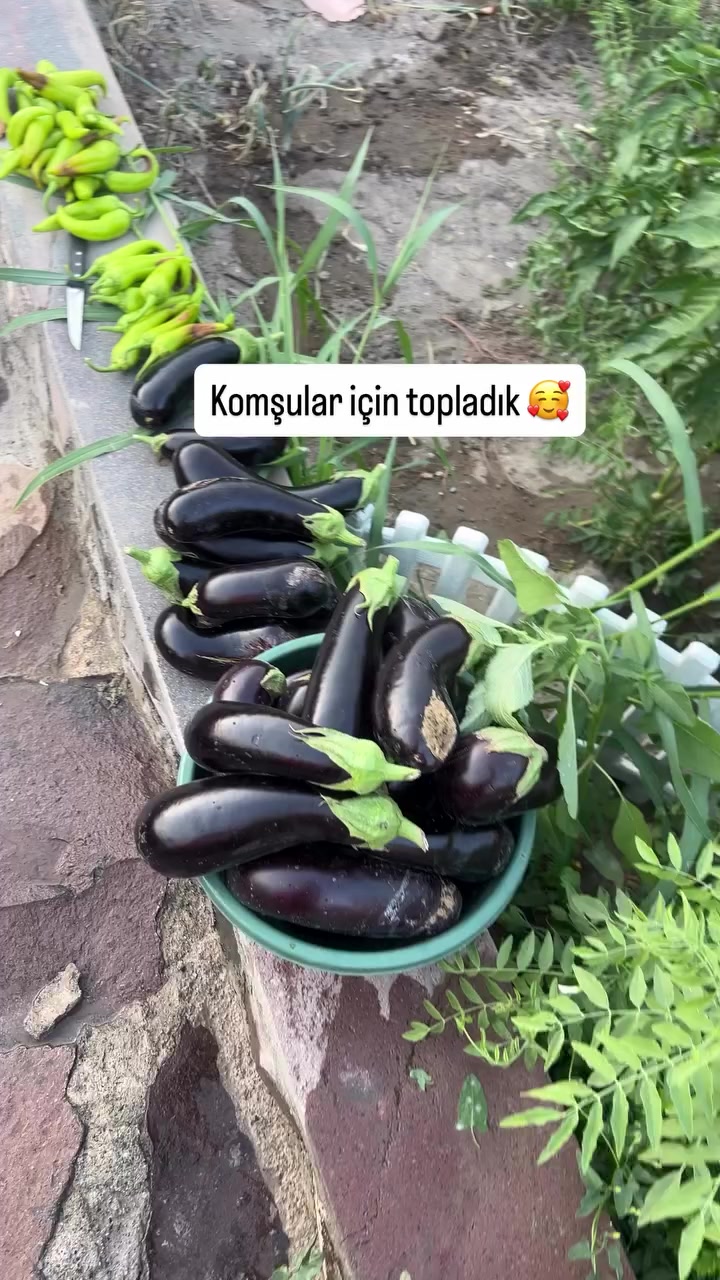 @๐๐๐ฬง๐๐๐๐`๐น๐ท