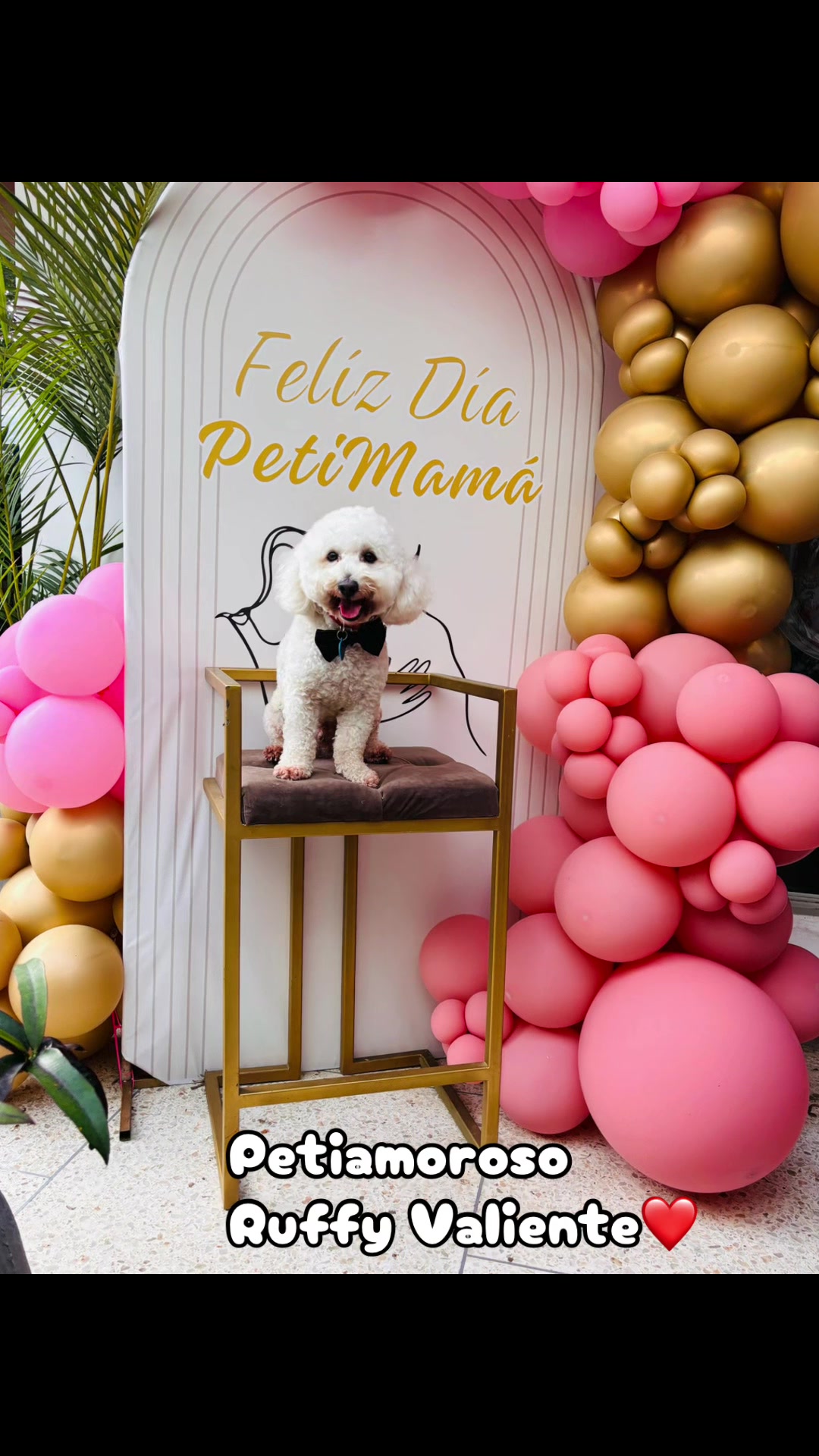 @🐾 Petisos 🐾