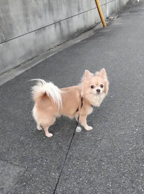 @ふとし