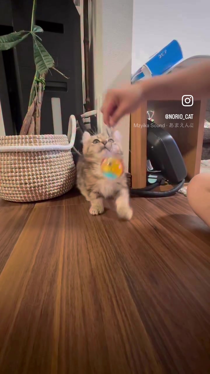 @のりおのTikTok
