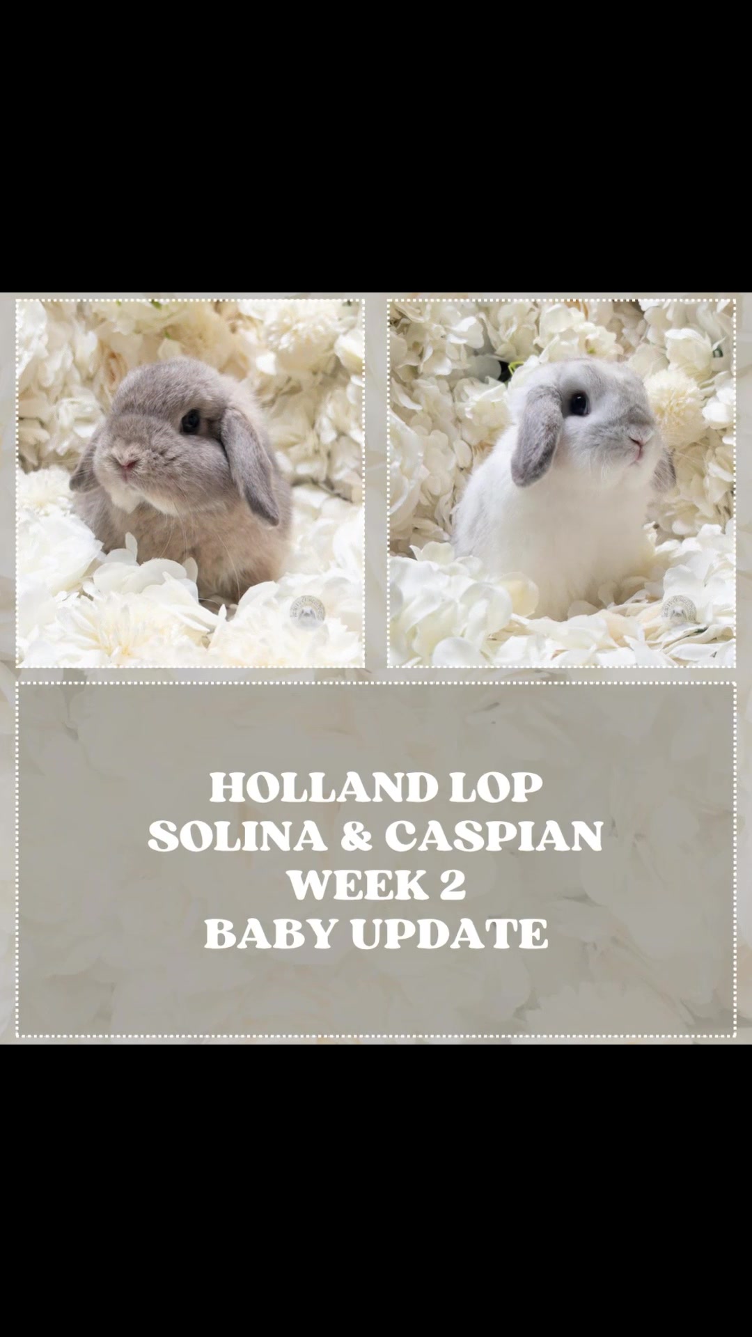 @Heartsofhollandsnyc