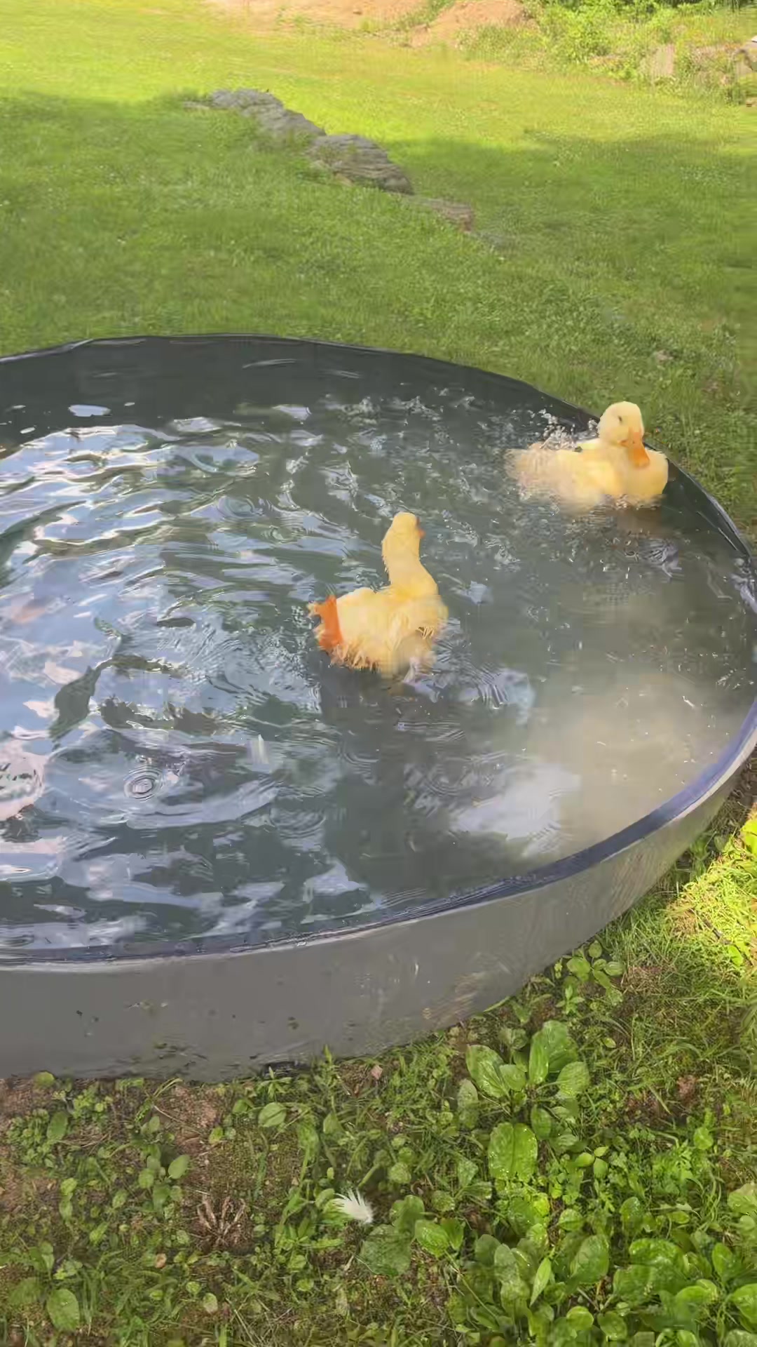 @Cluck and Waddle Farm Rescue