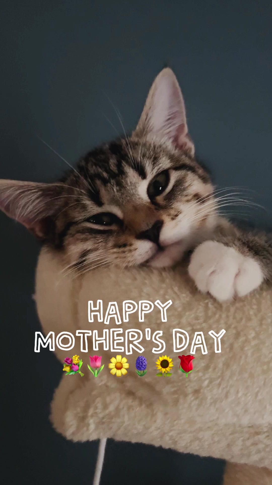 @Juno 💫🐈