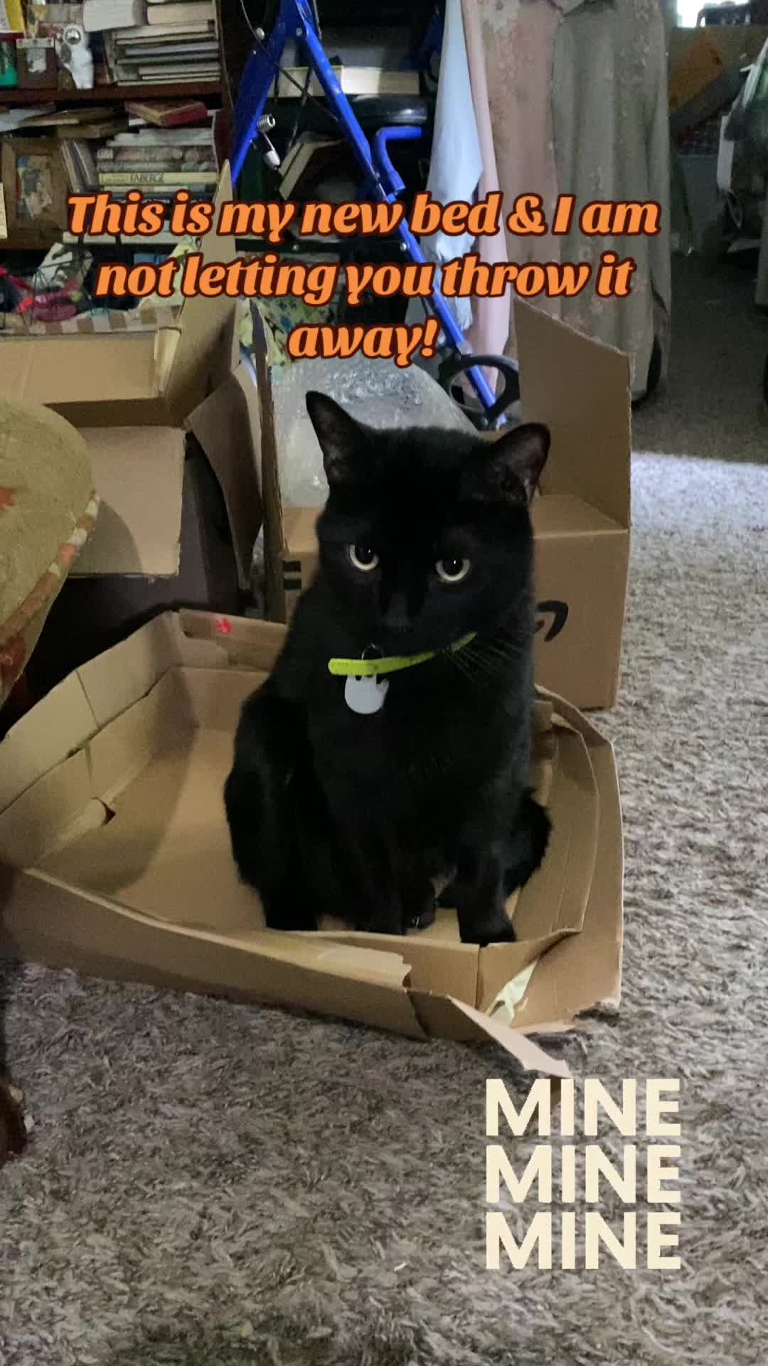 @🐈⬛🐈Shelby🐈
