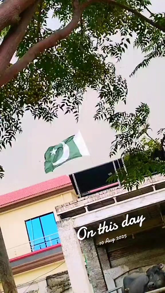 @mjamil610