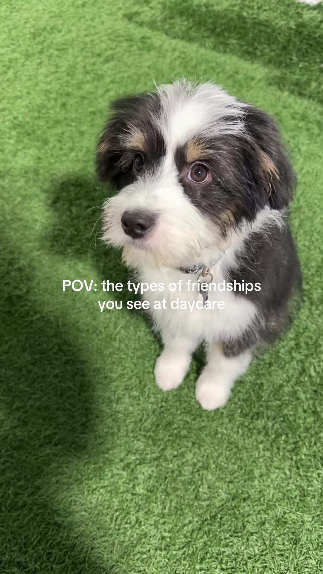 @Camp Canine Toronto