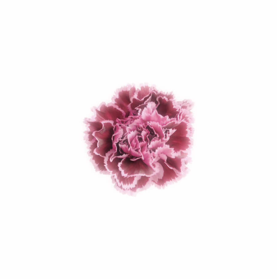 @˖Ი𐑼⋆ 𝓣iph ♡ 𝓛ohen&rsquo;s 𝕭unny