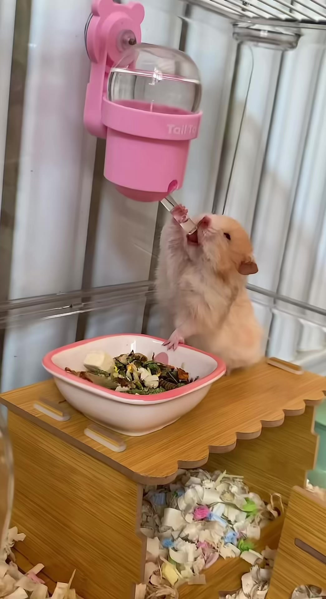 @chips.hamster