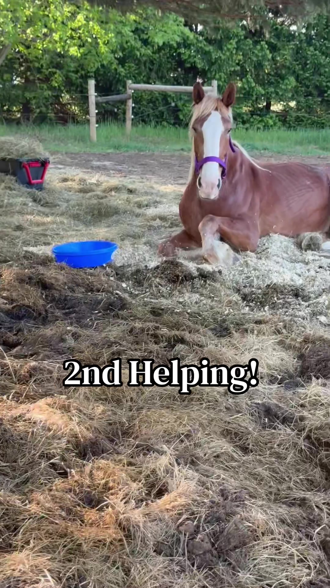 @Safe Place Pastures, Inc.