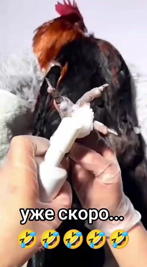@Дэнчик Кэт