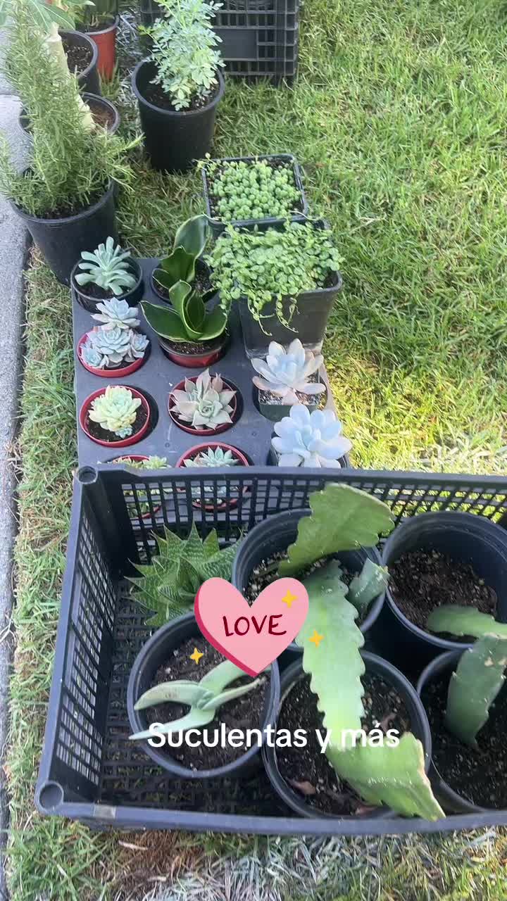 @Maria succulents 🕊️🐚