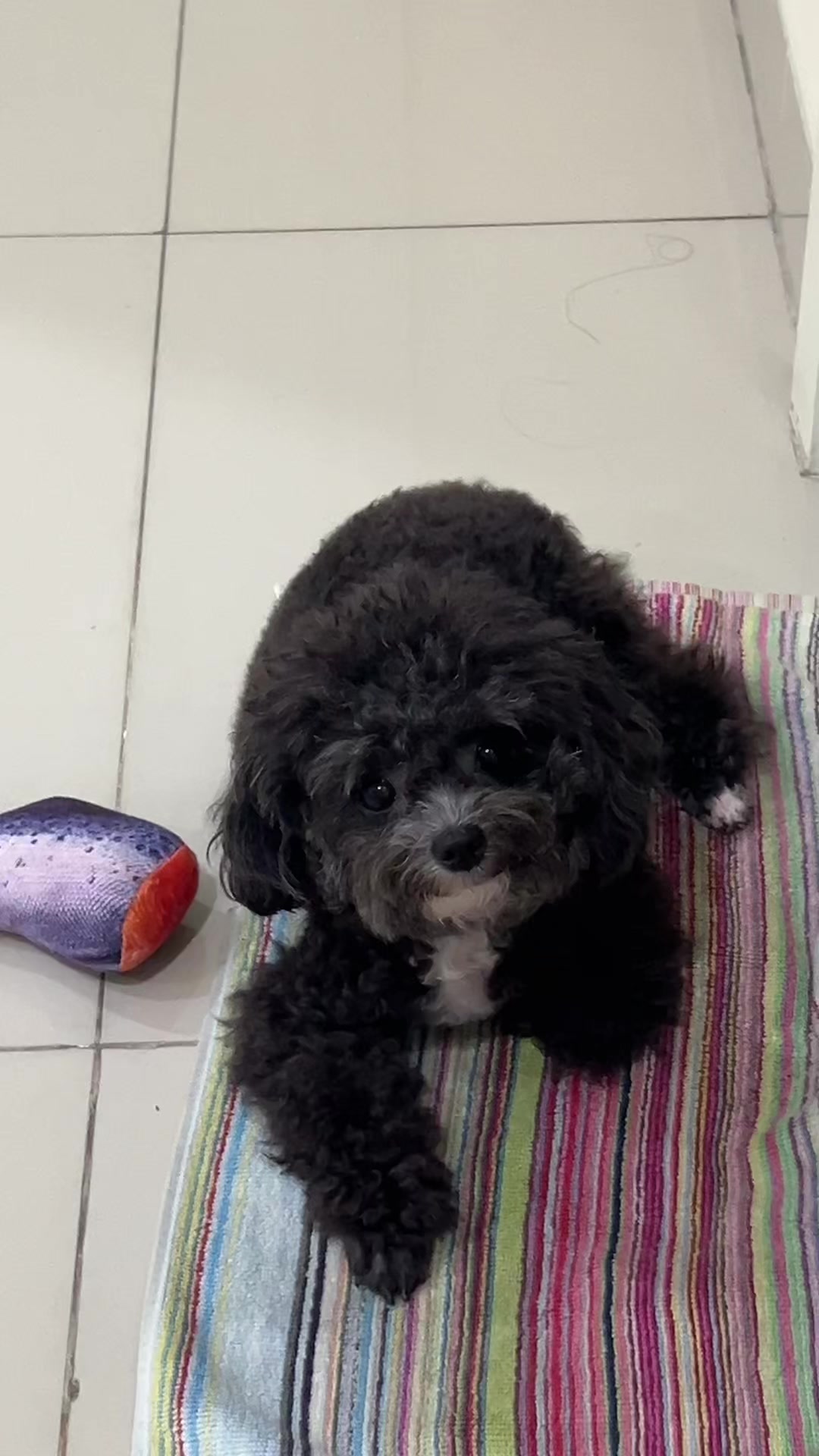 @chippi the poochon