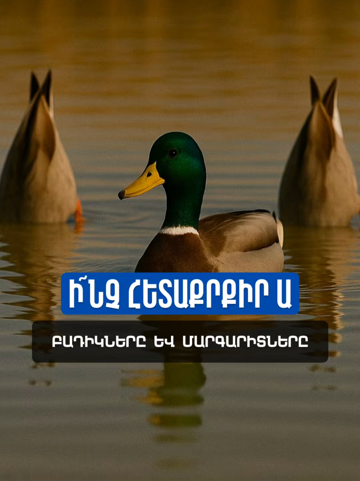 @Sevak Barseghyan