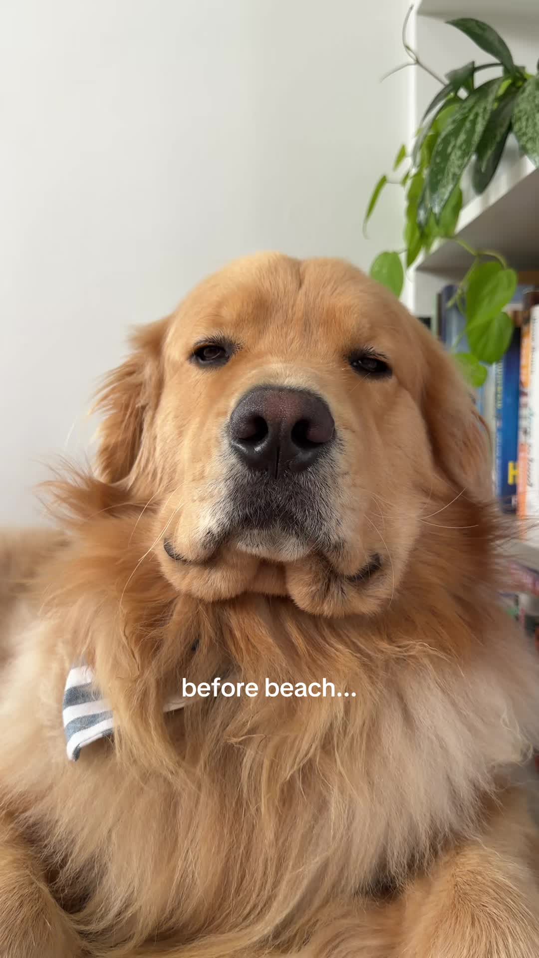 @Zebby The Golden Retriever