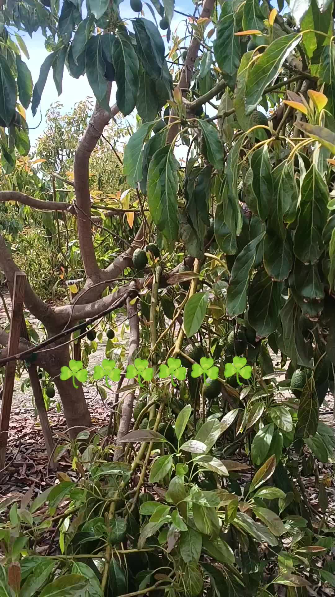 @los puntocios 🥑🍋🍊🤙🤙