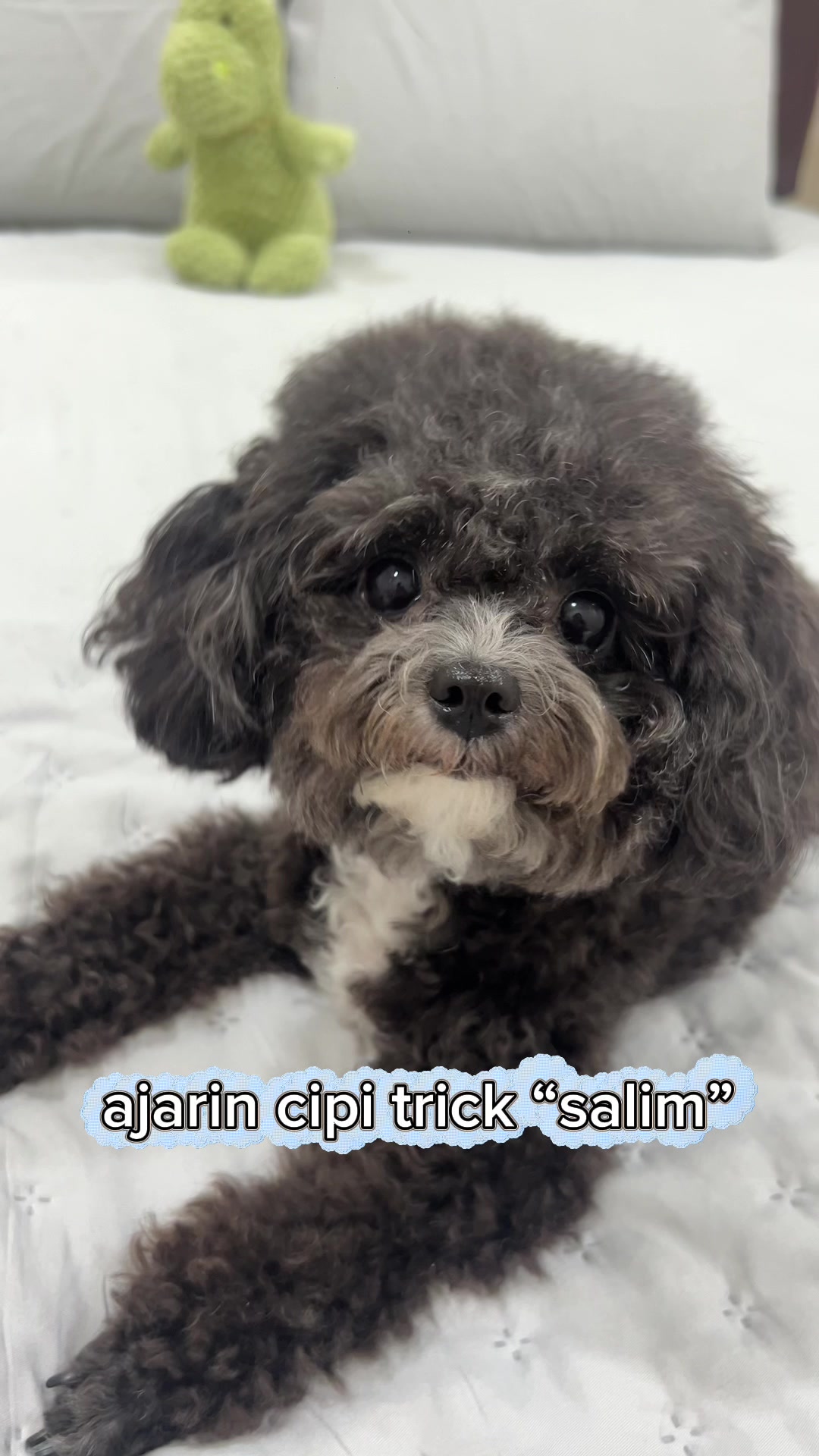 @chippi the poochon