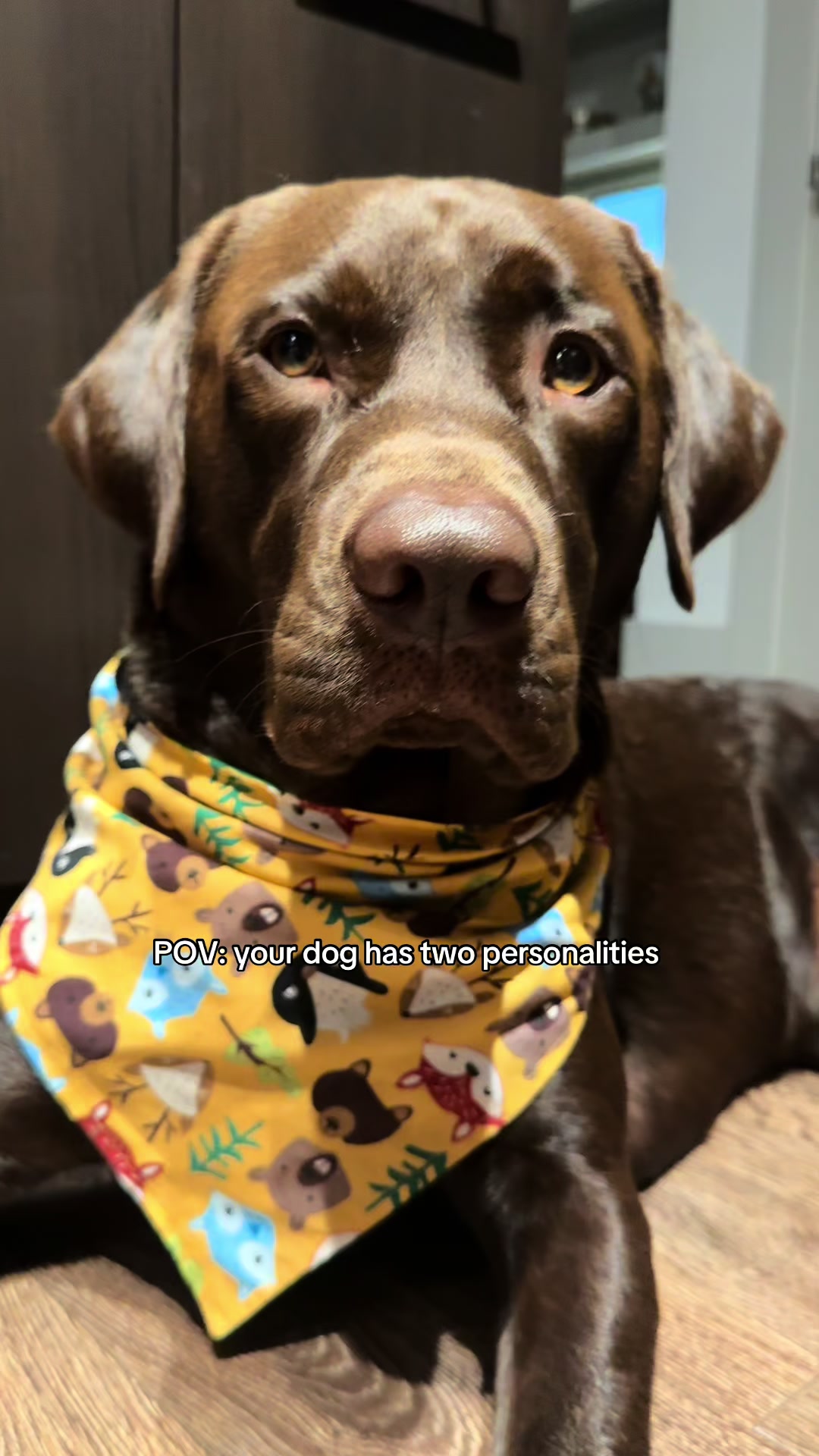 @Bruno Chocolate Lab