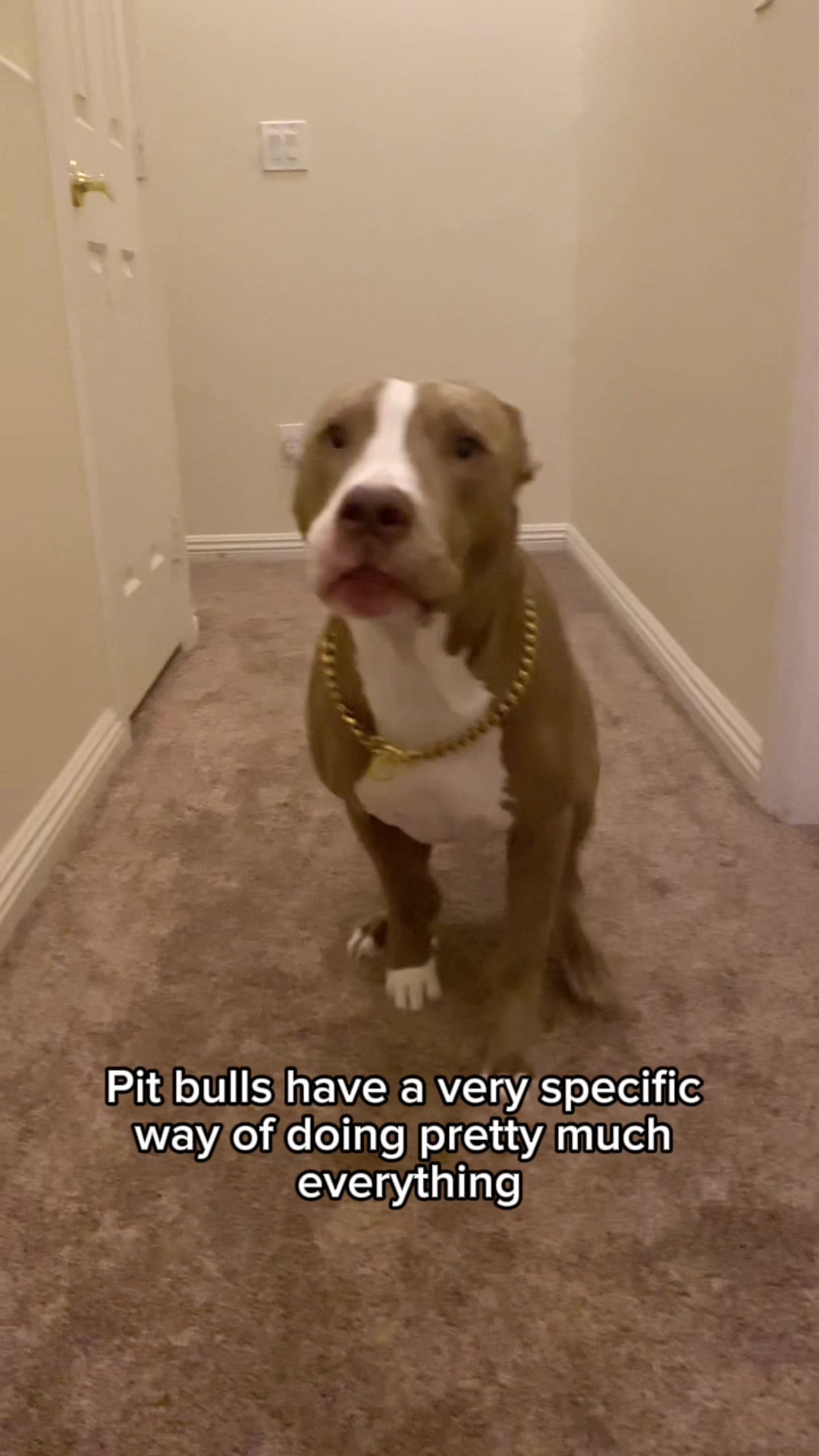 @@knight_thepit