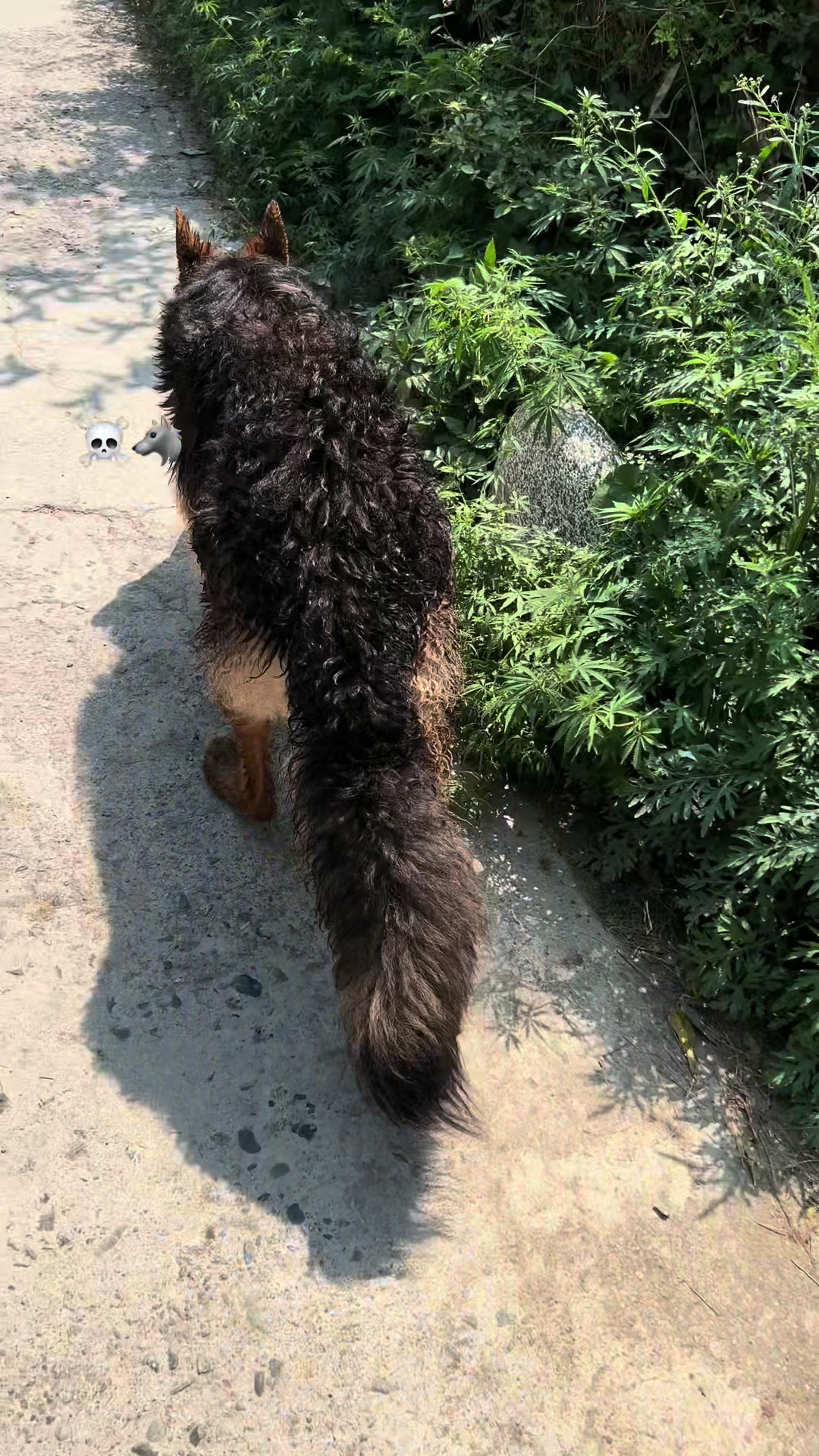 @Ha〽️ز&Atilde; 🐺