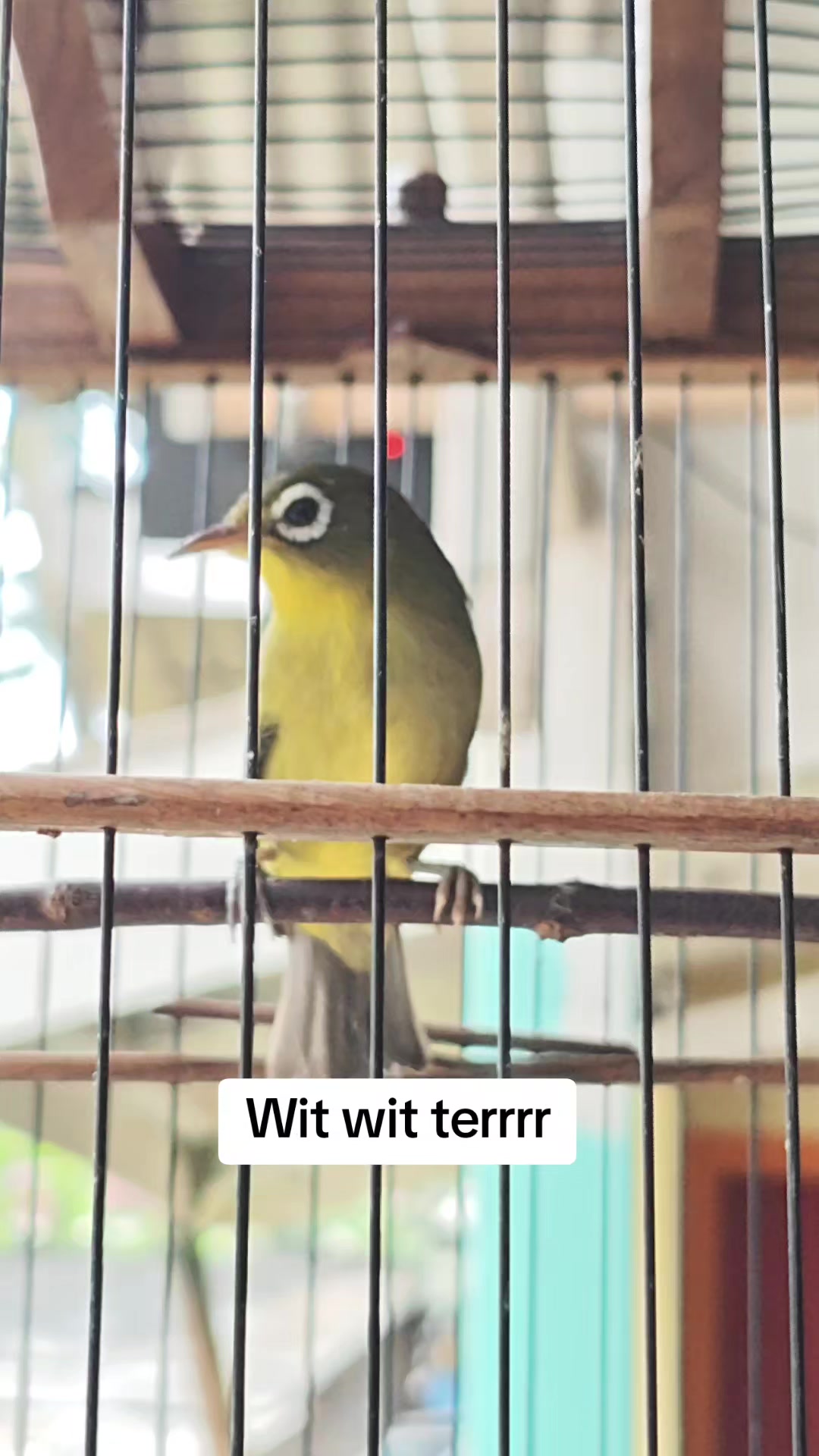 @NDX BIRD FARM