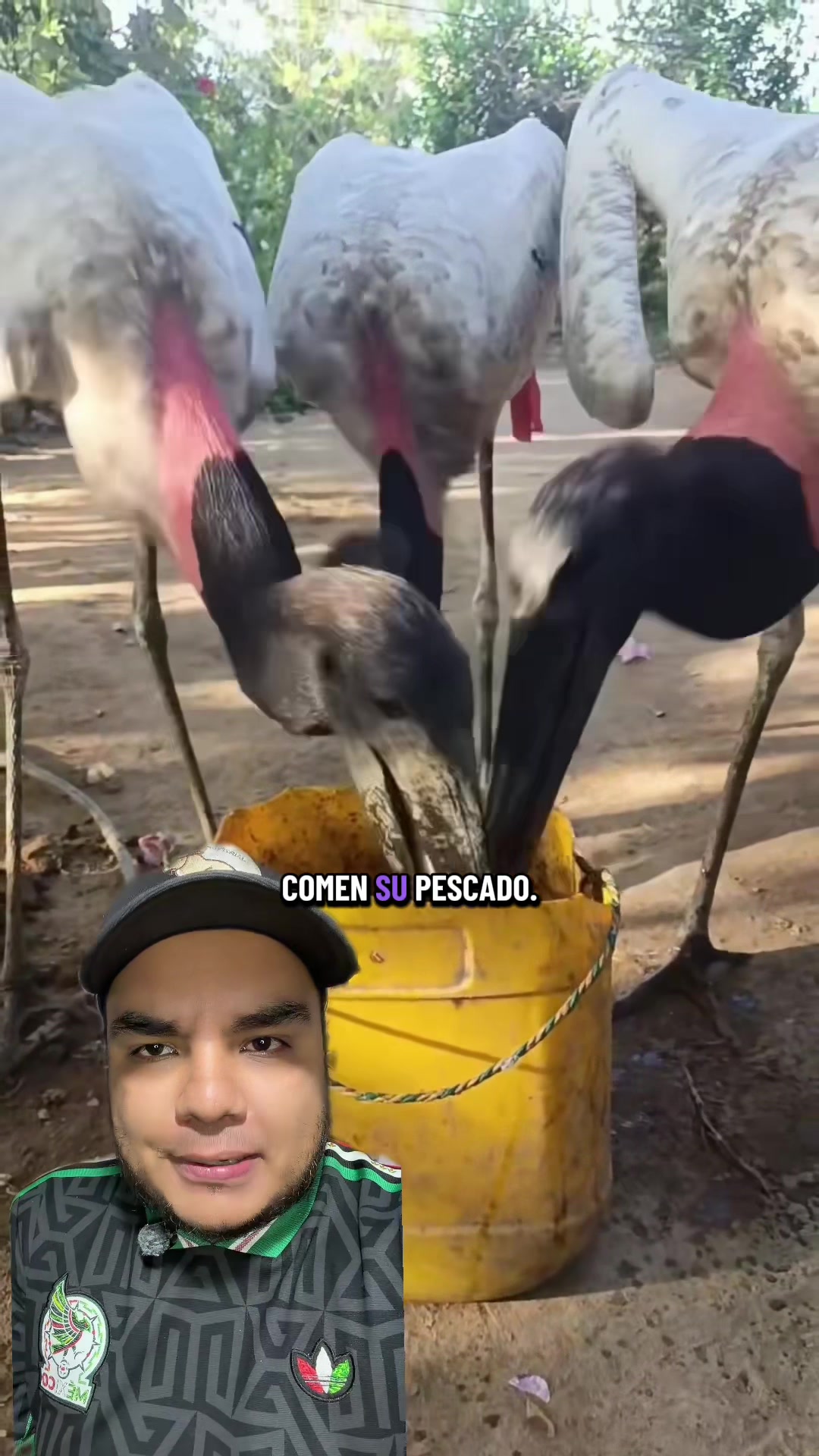 @Jair Herrera 🐆