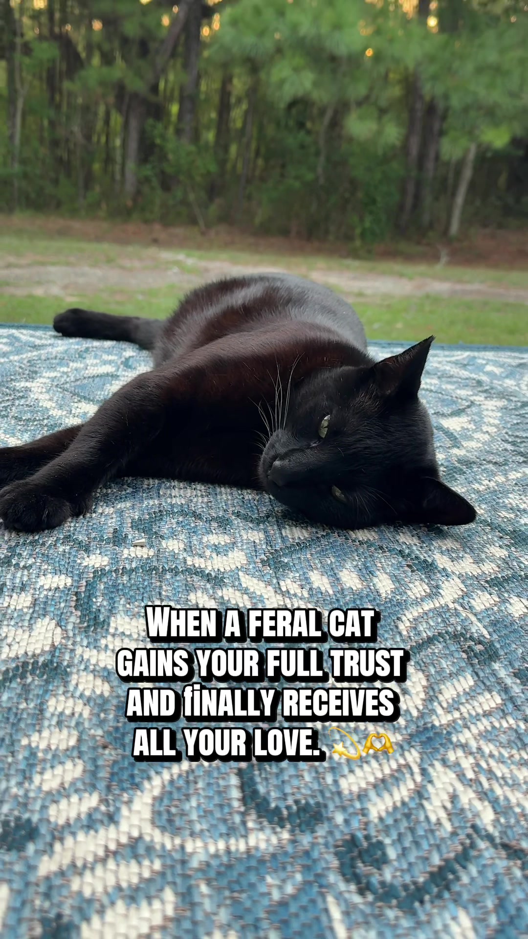 @Shiva The Forest Cat