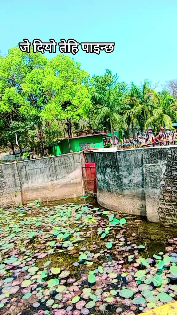 @Pabitra Gharti Magar