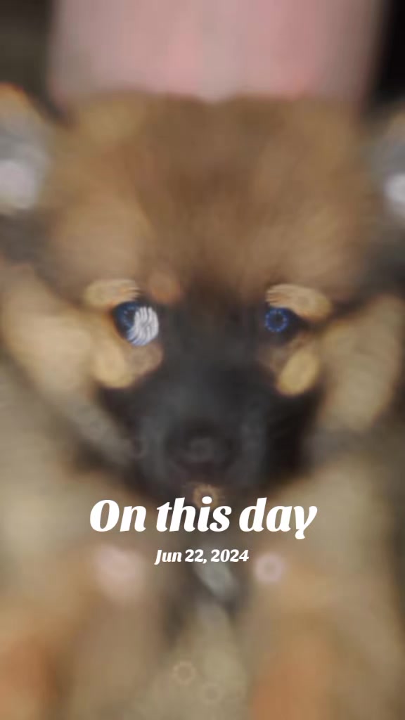 @🥰🐕Dog lover🐕🥰