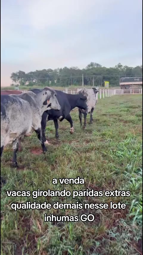 @marketing_do_gado