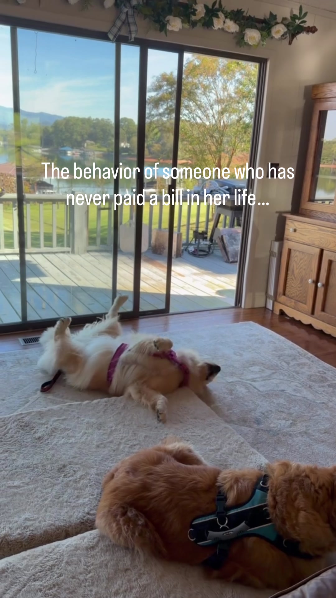 @DogMomisms