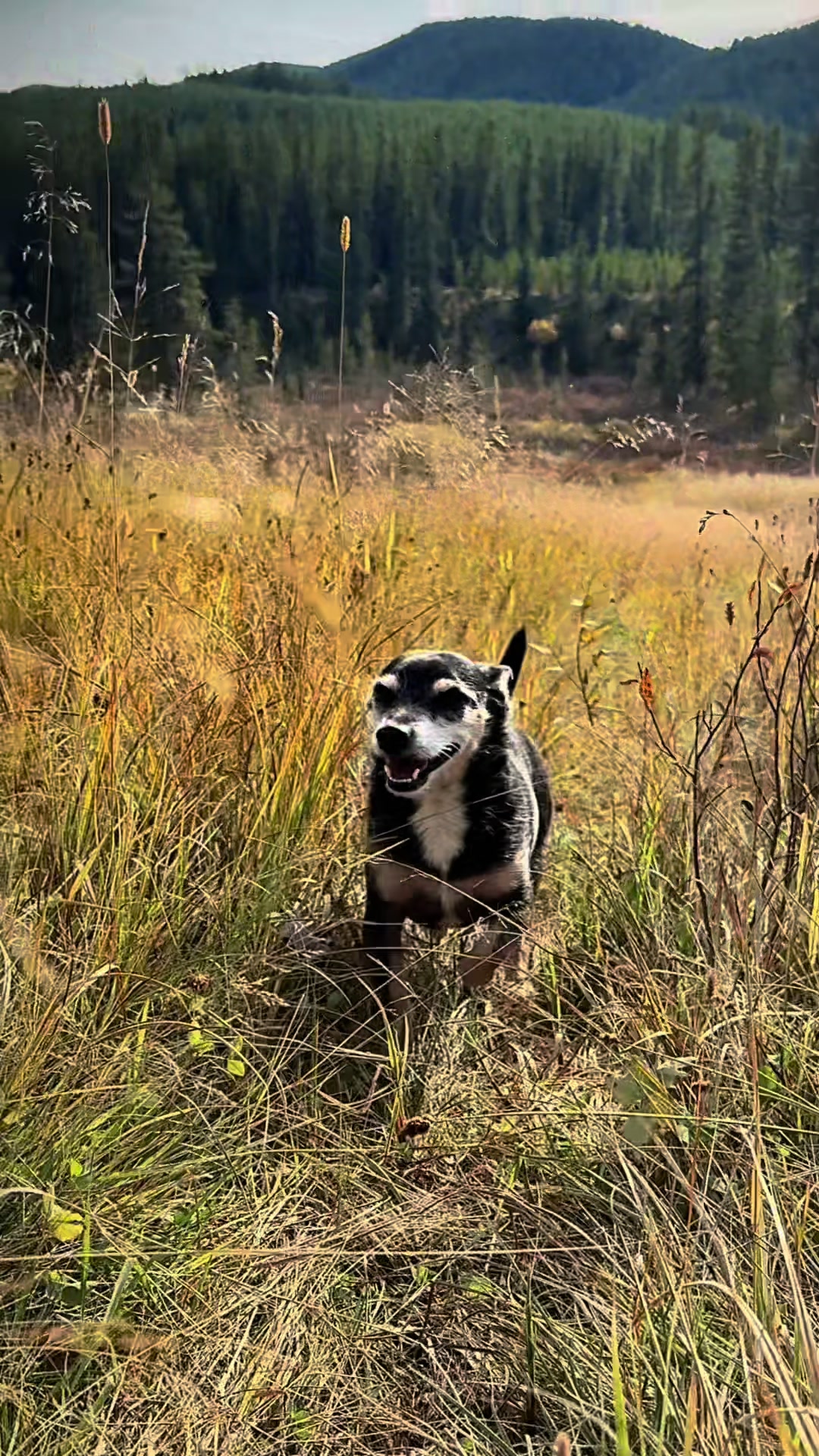 @M&Sigma;&Sigma;ƬЩ&Lambda;GӨП 🇨🇦🐶🎚️🐾