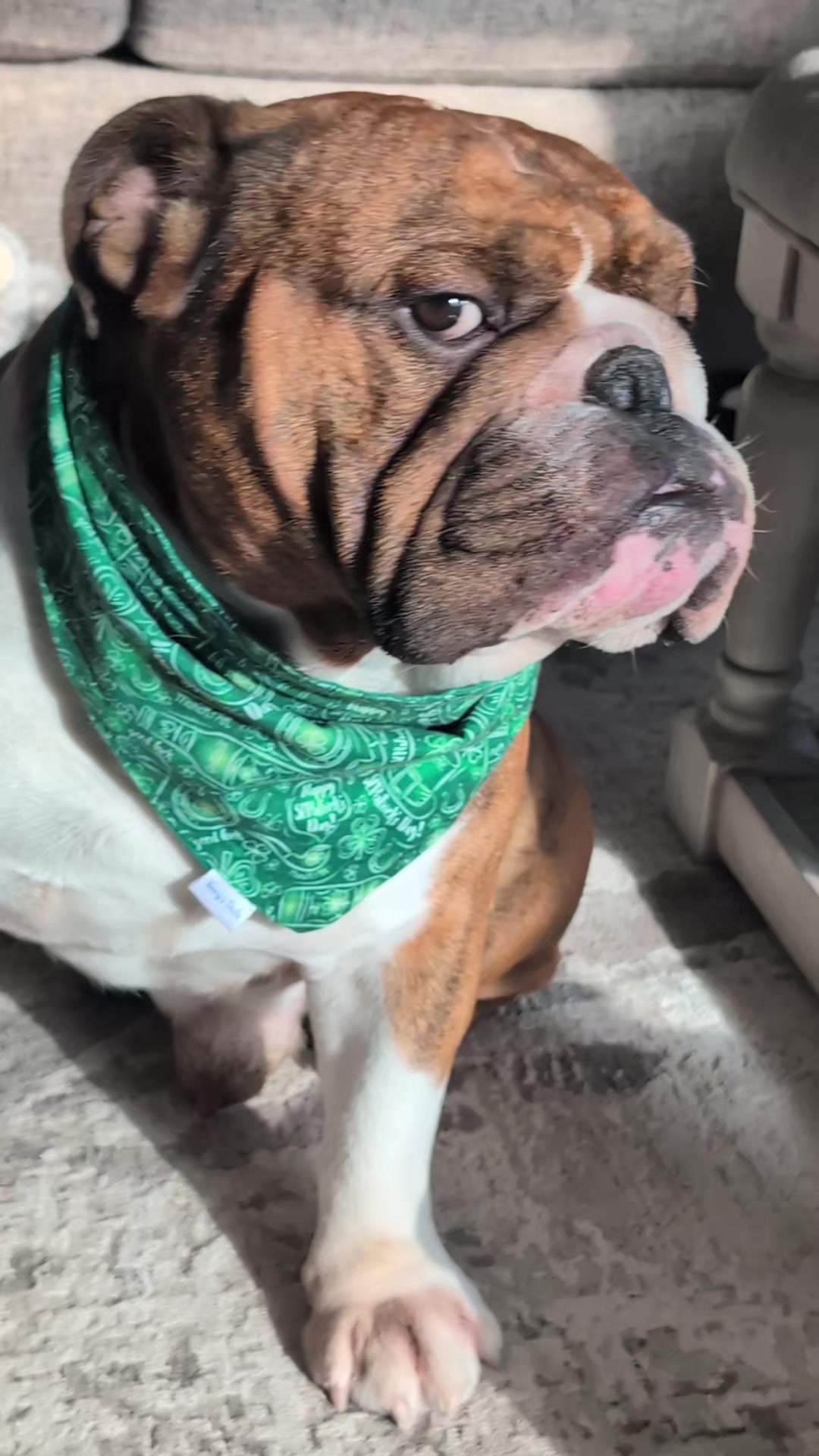 @Vinny The Bulldog