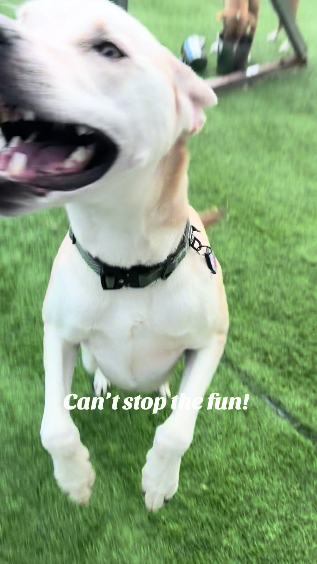 @Hound Housing Doggie Daycare