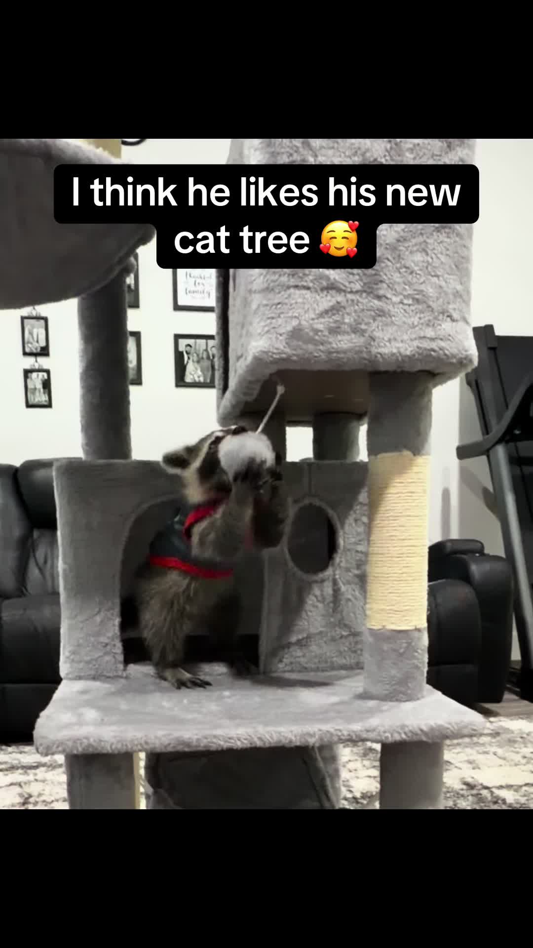 @snacky_chan_the_raccoon