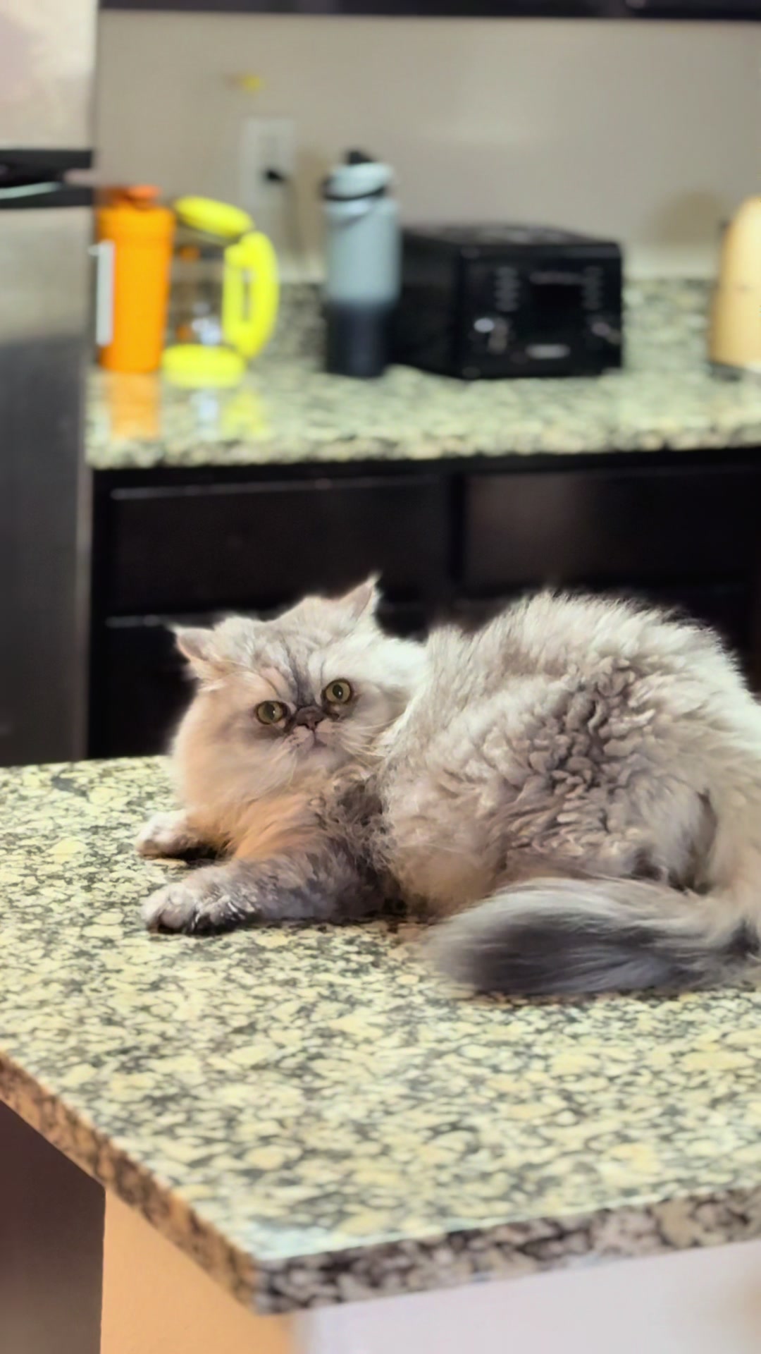 @SinCity_cats