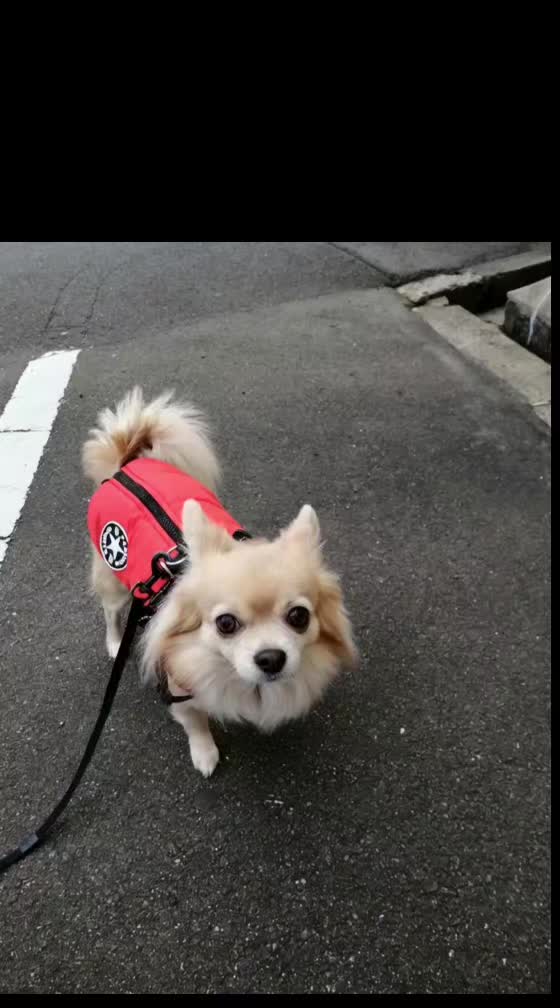 @ふとし