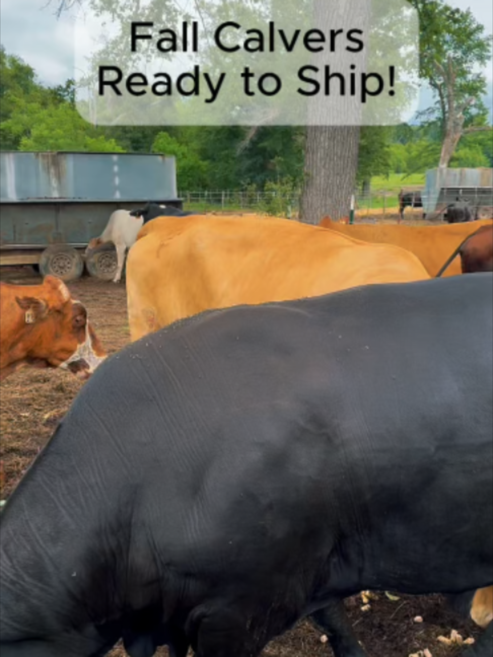 @Rutherford Land and Cattle